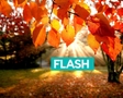 Флеш (Flash)