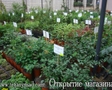 Татьянин Сад (садовый центр)
