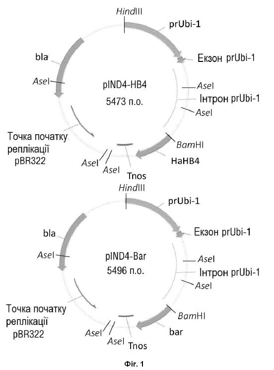 Винахід «РЕКОМБІНАНТНА МОЛЕКУЛА ДНК ДЛЯ ПОЛІПШЕННЯ ВРОЖАЙНОСТІ ПШЕНИЦІ В УМОВАХ СТРЕСУ ПОСУХИ», патент №130804
