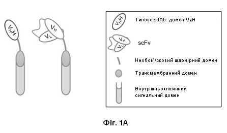 Винахід «ХИМЕРНІ РЕЦЕПТОРИ АНТИГЕНІВ НА ОСНОВІ ОДНОДОМЕННИХ АНТИТІЛ І СПОСОБИ ЇХ ЗАСТОСУВАННЯ», патент №130798
