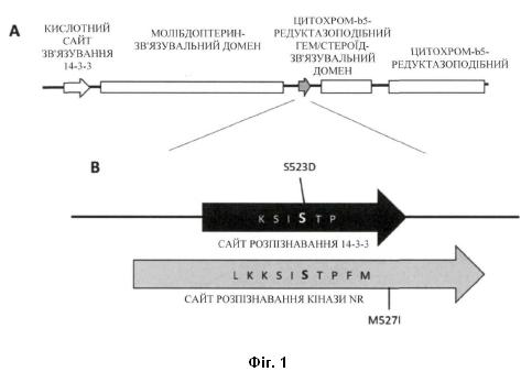 Винахід «ВИСУШЕНЕ ЛИСТЯ РОСЛИНИ NICOTIANA TABACUM, В ЯКОМУ РІВНІ НІТРАТІВ ЗМЕНШЕНІ ЗА ДОПОМОГОЮ МУТАЦІЇ НІТРАТРЕДУКТАЗИ, СПОСІБ ЙОГО ОДЕРЖАННЯ ТА ТЮТЮНОВИЙ ПРОДУКТ», патент №130796