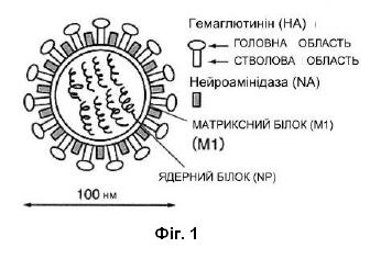 Винахід «СПОСІБ ПРИГОТУВАННЯ СПЛІТ-ВАКЦИНИ ПРОТИ ГРИПУ НА ОСНОВІ ГЕМАГЛЮТИНІНУ», патент №131061