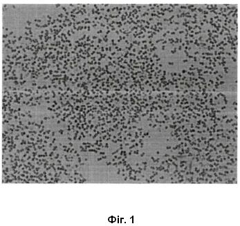 Винахід «ШТАМ БАКТЕРІЙ PSEUDARTHROBACTER SP. ІМВ В-7981 - ПРОДУЦЕНТ ЕКЗОПОЛІСАХАРИДІВ», патент №131340